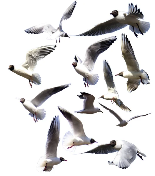 Gaviotas Vuelo Aisladas Sobre Fondo Blanco Vector — Vector de stock