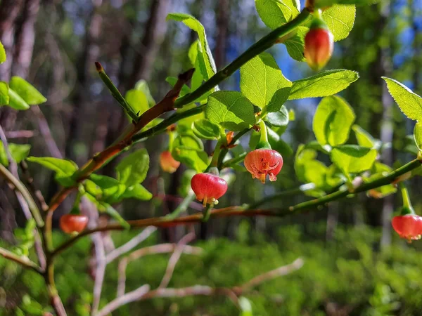 Spring Day Northern Forest Blueberry Blossom Yagrin Forest Severodvinsk Arkhangelsk — 스톡 사진