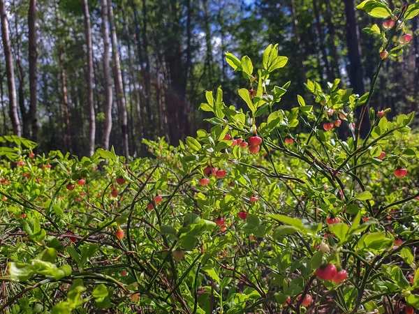 Spring Day Northern Forest Blueberry Blossom Yagrin Forest Severodvinsk Arkhangelsk — Stock Photo, Image