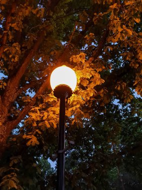 Yaroslavl. Volga seti. Bir meşe ağacının arka planında bir fener. Gece sahnesi. Kapat.