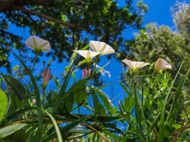 Konvolvulus arvensis. Rusya 'nın altın yüzüğü. Yaroslavl 'da güneşli bir yaz günü. Kotorosl Bankası. .