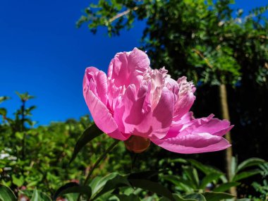 Yaroslavl 'daki Damansky Adası' na giden kablo destekli köprünün arka planında pembe şakayık var. Güzel bir parkta güzel bir yaz günü