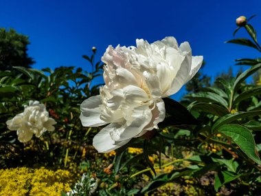 Yaroslavl 'daki Damansky Adası' na giden kablo destekli köprünün arka planında pembe şakayık var. Güzel bir parkta güzel bir yaz günü