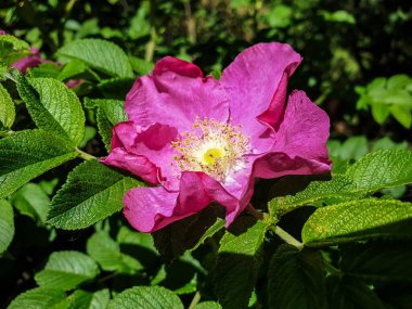 Yaban gülünün narin bir çiçeği. Yaroslavl. Güzel bir parkta güzel bir yaz günü