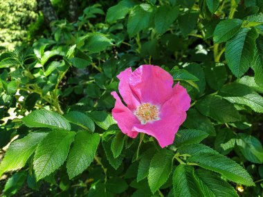 Yaban gülünün narin bir çiçeği. Yaroslavl. Güzel bir parkta güzel bir yaz günü