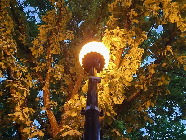 Yaroslavl Volga Embankment Lantern Background Oak Tree Night Scene Close — Stock Photo, Image