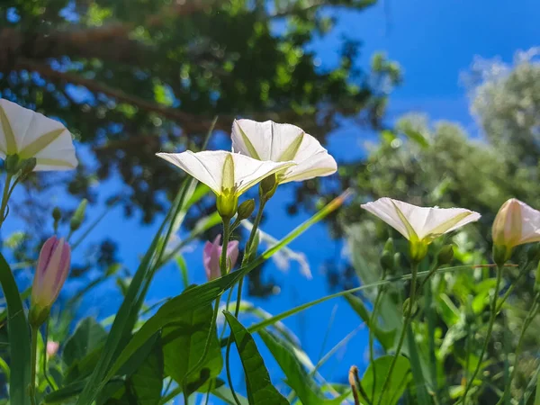 Convolvulus Arvensis Anneau Russie Journée Ensoleillée Été Yaroslavl Banque Kotorosl — Photo