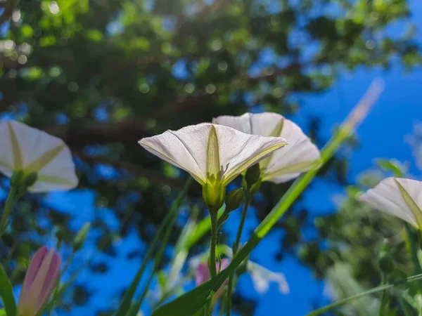 Convolvulus Arvensis Anneau Russie Journée Ensoleillée Été Yaroslavl Banque Kotorosl — Photo