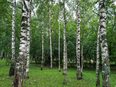Yaroslavl. Neftyanik Park 'ta sıcak bir akşam. Park rafinerisi. Güzel ince huş ağaçları
