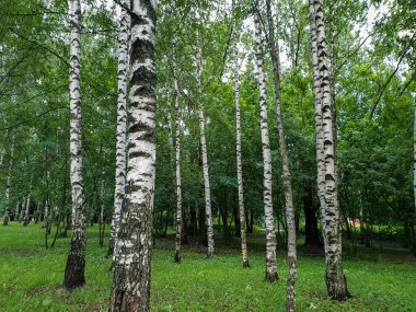 Yaroslavl. Neftyanik Park 'ta sıcak bir akşam. Park rafinerisi. Güzel ince huş ağaçları