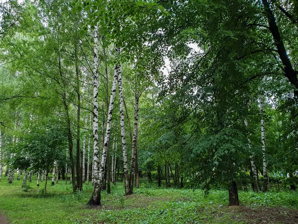 Yaroslavl Warm Evening Neftyanik Park Park Refinery Beautiful Slender Birches — Stock Photo, Image