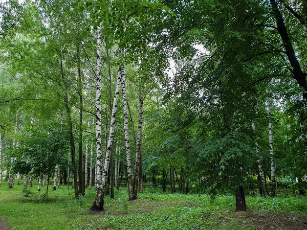 Yaroslavl Neftyanik公园温暖的夜晚公园炼油厂 美丽纤细的桦树 — 图库照片