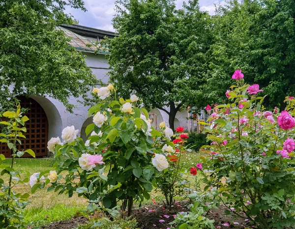 Beautiful Yellow Roses Garden Transfiguration Monastery Blurred Image Yaroslavl Bright — Stock Photo, Image