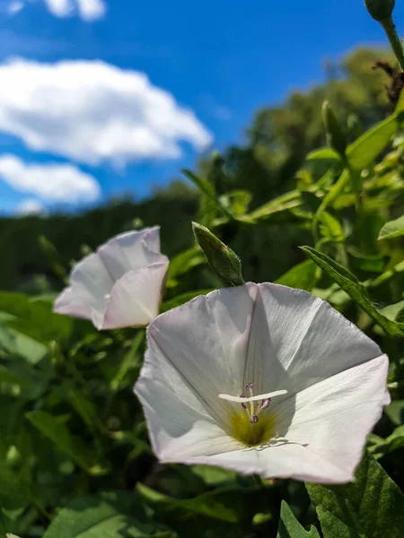 Convolvulus Arvensis Anillo Oro Rusia Día Soleado Verano Yaroslavl Banco — Foto de Stock