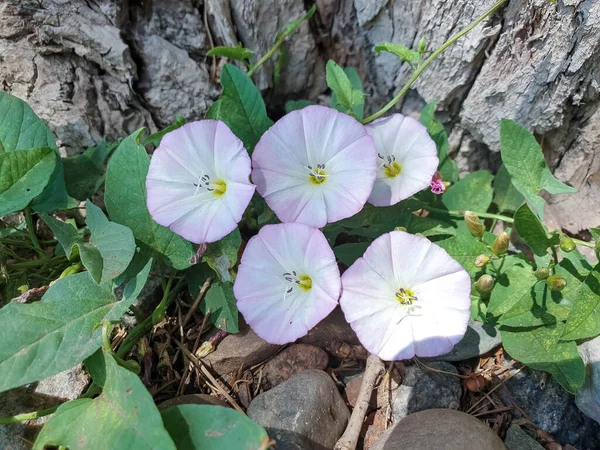 Convolvulus Arvensis Golden Ring Russia Sunny Summer Day Yaroslavl Bank — Stock Photo, Image