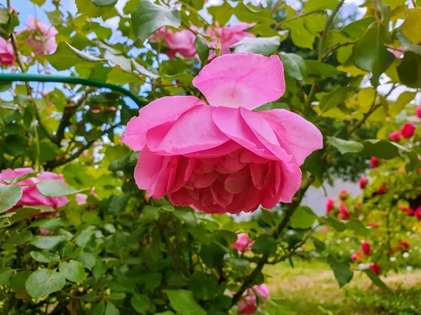 Şekil Değiştirme Manastırının Bahçesinde Güzel Güller Yaroslavl Kırmızı Beyaz Gül — Stok fotoğraf