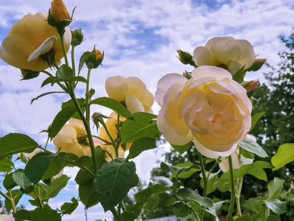 Şekil Değiştirme Manastırının Bahçesinde Güzel Beyaz Güller Yaroslavl Parlak Yaz — Stok fotoğraf