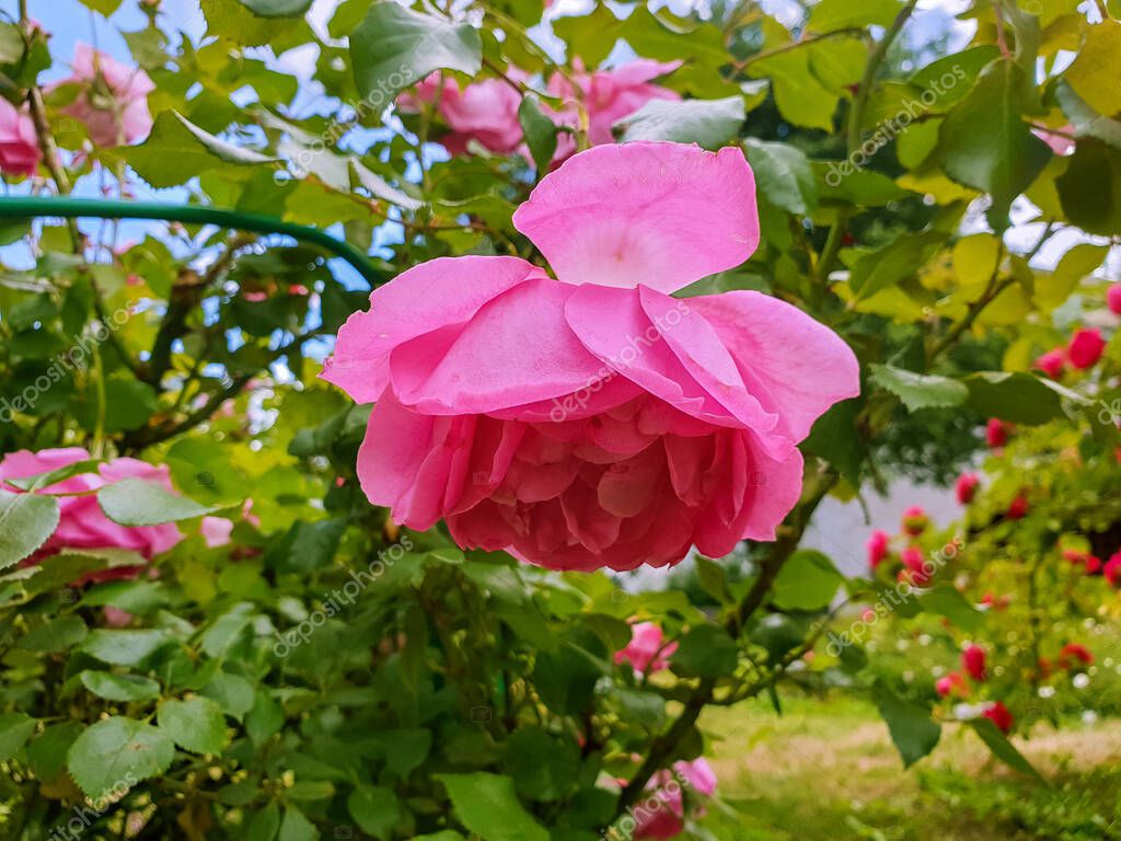 Красивые Розы В Саду Фото