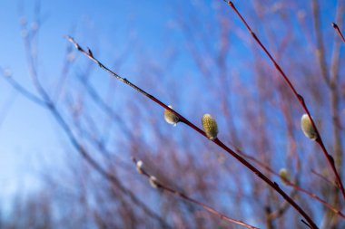 White sea; Yagry, spring. The flowers of pussy willow closeup with drops of rain. Blurred background. 