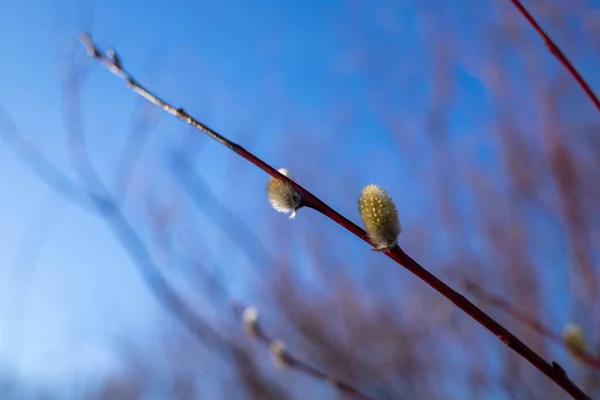 White Sea Yagry Spring Flowers Pussy Willow Closeup Drops Rain — Stock Photo, Image