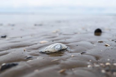Acımasız Beyaz Deniz. Yagry Adası, Severodvinsk, Arkhangelsk bölgesinde soğuk bir yaz günü. Beyaz deniz. Deniz alçaldığında kabuk