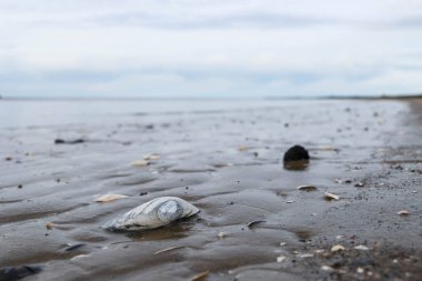 Acımasız Beyaz Deniz. Yagry Adası, Severodvinsk, Arkhangelsk bölgesinde soğuk bir yaz günü. Beyaz deniz. Deniz alçaldığında kabuk