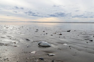 Acımasız Beyaz Deniz. Yagry Adası, Severodvinsk, Arkhangelsk bölgesinde soğuk bir yaz günü. Beyaz deniz. Deniz alçaldığında kabuk