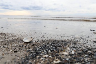 Acımasız Beyaz Deniz. Yagry Adası, Severodvinsk, Arkhangelsk bölgesinde soğuk bir yaz günü. Beyaz deniz. Deniz alçaldığında kabuk