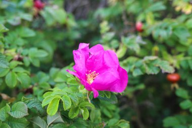 Parlak renklerde sonbahar üzüntüsü. Sonbahar güneşinin ışığında gül üzümü. Severodvinsk 'teki Yagry Adası. Bulanık parlak arkaplan.