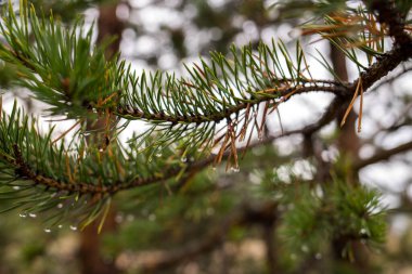 Beyaz deniz. Sonbahar. Çam iğnelerinin üzerine yağmur damlası. Çam ağaçları denizin arka planında ve eriyen karlar. Arkhangelsk bölgesi