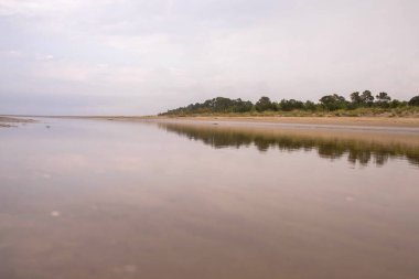 Severodvinsk 'teki Yagry Adası' nda yaz günü. Eşsiz çam ormanı. Beyaz deniz kıyısında. Deniz gelgiti. geniş gelgit bandı