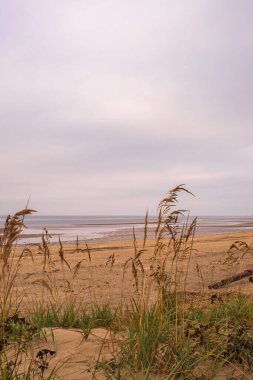 Severodvinsk 'teki Yagry Adası' nda yaz günü. Eşsiz çam ormanı. Beyaz deniz kıyısında. Deniz gelgiti. geniş gelgit bandı