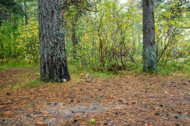 Sciurus vulgaris. Ormandaki bir sincap. Senin elinden besleniyor. Merak ettim. Yagry adasının çam ormanı. Severodvinsk. Sonbahar günü.