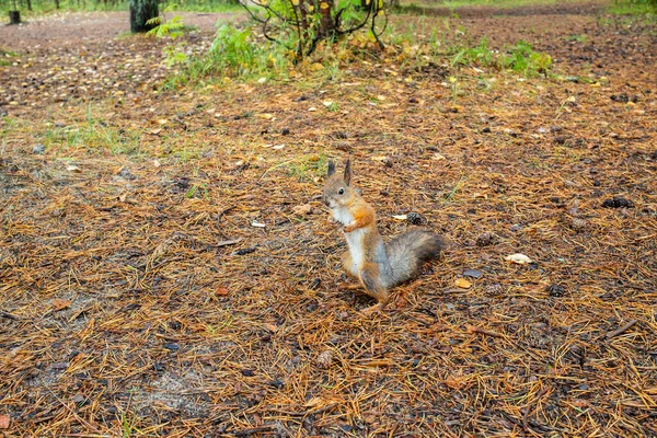 Sciurus Vulgaris Tupai Hutan Yang Terbuka Makan Dari Tanganmu Penasaran — Stok Foto