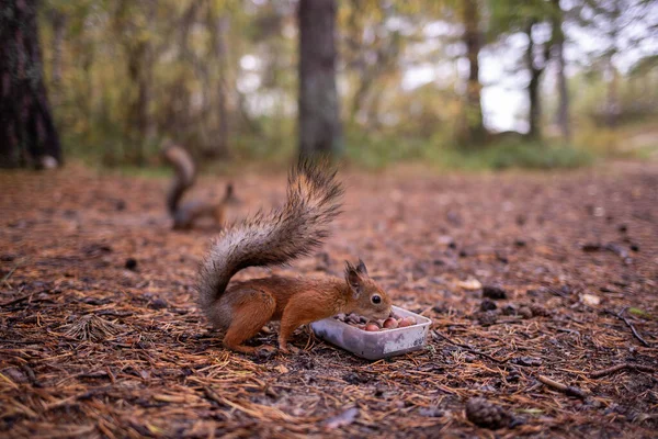科学家的庸俗 在森林里清理的松鼠 吃你的手 真奇怪Yagry岛上的松树林Severodvinsk — 图库照片