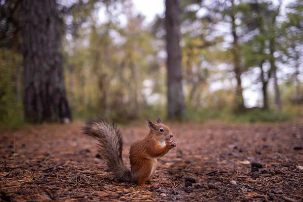 Sciurus vulgaris. Squirrel in a forest clearing. Feeding from your hand. Curious. The pine forest of the island of Yagry. Severodvinsk. Autumn day.