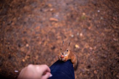 Sciurus vulgaris. Ormandaki bir sincap. Senin elinden besleniyor. Merak ettim. Yagry adasının çam ormanı. Severodvinsk. Sonbahar günü.