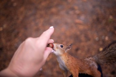 Sciurus vulgaris. Ormandaki bir sincap. Senin elinden besleniyor. Merak ettim. Yagry adasının çam ormanı. Severodvinsk. Sonbahar günü.