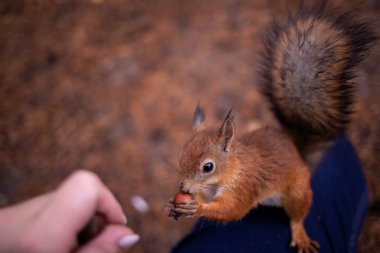 Sciurus vulgaris. Ormandaki bir sincap. Senin elinden besleniyor. Merak ettim. Yagry adasının çam ormanı. Severodvinsk. Sonbahar günü.