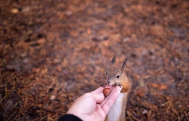 Sciurus vulgaris. Ormandaki bir sincap. Senin elinden besleniyor. Merak ettim. Yagry adasının çam ormanı. Severodvinsk. Sonbahar günü.