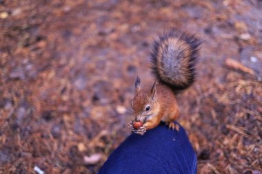Sciurus vulgaris. Ormandaki bir sincap. Senin elinden besleniyor. Merak ettim. Yagry adasının çam ormanı. Severodvinsk. Sonbahar günü.
