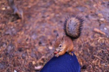 Sciurus vulgaris. Ormandaki bir sincap. Senin elinden besleniyor. Merak ettim. Yagry adasının çam ormanı. Severodvinsk. Sonbahar günü.
