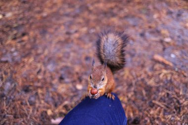 Sciurus vulgaris. Ormandaki bir sincap. Senin elinden besleniyor. Merak ettim. Yagry adasının çam ormanı. Severodvinsk. Sonbahar günü.