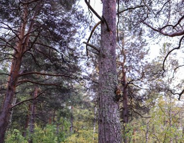 Sciurus vulgaris. Ormandaki bir sincap. Senin elinden besleniyor. Merak ettim. Yagry adasının çam ormanı. Severodvinsk. Sonbahar günü.