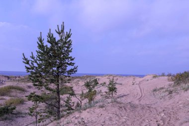 Severodvinsk 'teki Yagry Adası' nda yaz günü. Eşsiz çam ormanı. Beyaz deniz kıyısında. Deniz gelgiti. geniş gelgit bandı