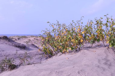 Severodvinsk 'teki Yagry Adası' nda yaz günü. Eşsiz çam ormanı. Beyaz deniz kıyısında. Deniz gelgiti. geniş gelgit bandı