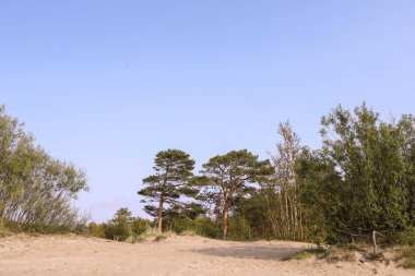 Severodvinsk 'teki Yagry Adası' nda yaz günü. Eşsiz çam ormanı. Beyaz deniz kıyısında. Deniz gelgiti. geniş gelgit bandı