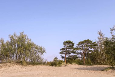 Severodvinsk 'teki Yagry Adası' nda yaz günü. Eşsiz çam ormanı. Beyaz deniz kıyısında. Deniz gelgiti. geniş gelgit bandı