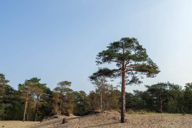Severodvinsk 'teki Yagry Adası' nda yaz günü. Eşsiz çam ormanı. Beyaz deniz kıyısında. Deniz gelgiti. geniş gelgit bandı