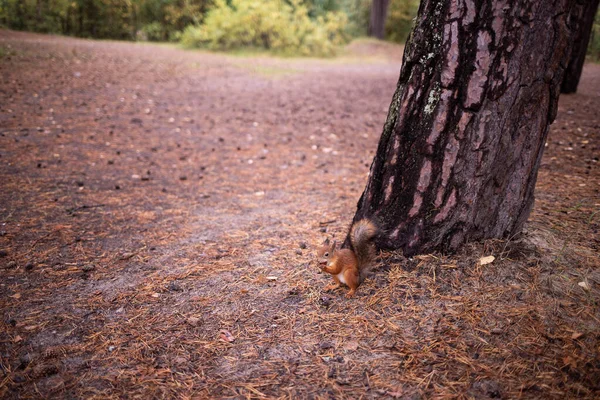 科学家的庸俗 在森林里清理的松鼠 吃你的手 真奇怪Yagry岛上的松树林Severodvinsk — 图库照片